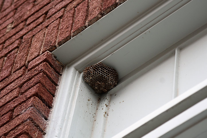 We provide a wasp nest removal service for domestic and commercial properties in Corfe Mullen.